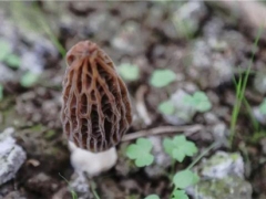 毕节黔西：千亩羊肚菌陆续出菇 带动农户稳增收 ()