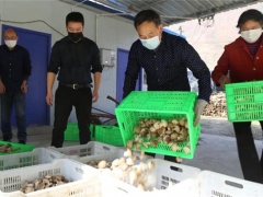 留坝：疫情期间食用菌产业产销两旺“开门红” ()