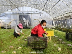 黔西：小小羊肚菌 撑开“致富伞” ()
