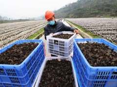 贵州印江鼓励发展食用菌产业：村民实现挣钱顾家“两不误” ()