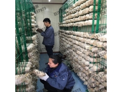 大棚养殖蘑菇架 金针菇层架平铺网格片 灵芝出菇价格