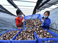 铜仁专班化服务助力食用菌企业复工复产 ()