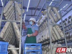 湖南味菇坊：捐爱心蘑菇 助力疫情防控 ()