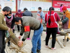 广元“利州三耳”成百姓“摇钱树” ()