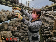 洋县：香菇棚里传出来的笑声 ()