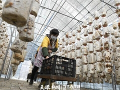 安龙：食用菌“量变”转“质变”让“小蘑菇”撑起产业扶贫一片天 ()