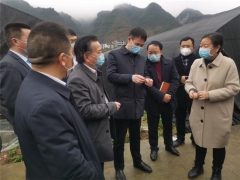 贵州省市食用菌专家走进德江田间地头 “把脉问诊” ()