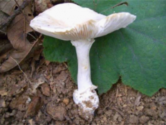 广东省市场监督管理局发布消费提醒：谨防误食野生毒蘑菇引起食物中毒 ()