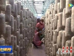 食用菌大棚生产忙，今年鱼台预计种植食用菌4.3亿袋 ()