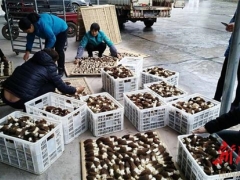 菌为花 画为媒 泸溪羊肚菌外销出新招 ()