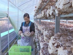 安龙食用菌创新利益联结助力产业扶贫 ()