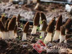 云南牟定：“羊肚菌”种植助农增收 ()