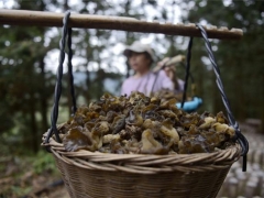 贵州从江：食用菌产业复工复产助力脱贫 ()