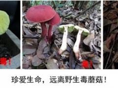 预防野生蘑菇中毒的消费提示 ()