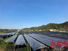 长沙天心区对口帮扶结出“黑帽白腿”羊肚菌 ()