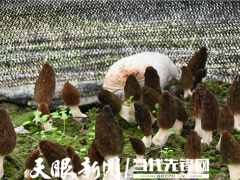 贵州余庆羊肚菌进入采摘期 ()
