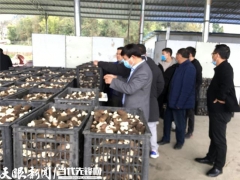 贵州省农科院羊肚菌高产示范 大面积亩产393.2公斤 ()