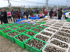 四川绵阳：千亩羊肚菌喜获丰收，价格上涨 ()