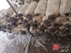 信息化助农行动｜双峰 1500斤平菇仍无销路 ()