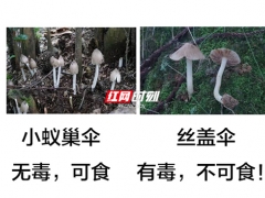 又到了野生蘑菇疯长的季节 对比图来啦！ ()