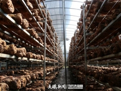“菇”足钱包 “菇”舞人心 赫章县食用菌产业“一箭三雕”式发展 ()