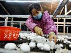 宁夏：六盘山西麓食用菌菇基地挺过了疫情影响 小菌菇撑开幸福伞 ()