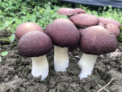 贵州仁怀：赤松茸丰收日产菌菇2万斤 ()