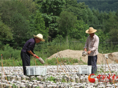 甘肃徽县：食用菌产业产值将达到1亿元 ()