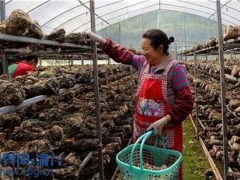 重庆云阳：香菇基地生产忙 带动当地村民增收 ()