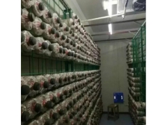 金针菇网架a南宁金针菇网架a金针菇网架现货厂家