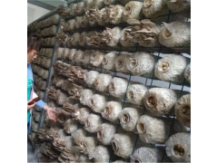食用菌网架网格a吉林食用菌网架网格a食用菌网架网格生产厂家