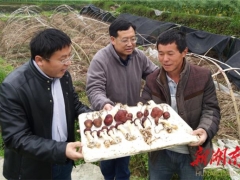 千里送“菌”——小蘑菇敲开脱贫致富新门路 ()