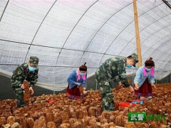“精准扶贫·中国武警在行动”｜解急情，鲜香菇专车入市场 ()