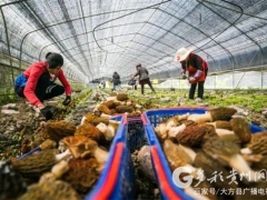 贵州大方：食用菌产业奏响脱贫成效巩固强音 ()