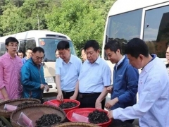 跨越千里“牵手”院士，科技造就“最强”柞水木耳 ()