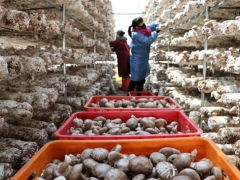 河北平泉：食用菌产业助脱贫 ()
