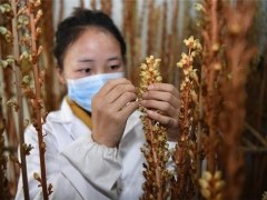 贵州百里杜鹃：花海天麻绽放致富“花” ()