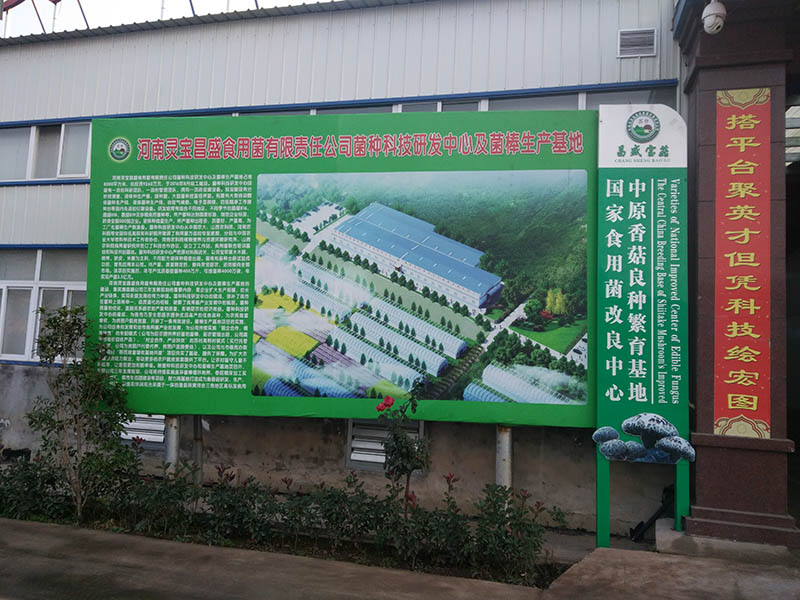 菌棒,种食用菌改良图片小