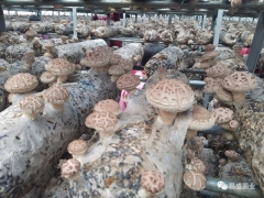 香菇菌棒厂家 立夏时节 香菇菌棒长势喜人 优质香菇菌棒厂家