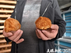 三穗县：年产500万棒食用菌菌棒加工厂建成投产 ()