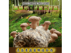 出口香菇菌棒厂家批发 河南昌盛基地优质香菇菌棒出售厂家直销