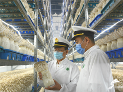 德州食用菌首次出口打开东盟市场 首批15吨食用菌发往泰国 ()