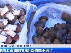云南野生菌上市量翻了10倍！价格降啦！ ()