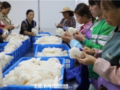 纳雍县：小小食用菌撑起10亿元大产业 ()