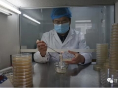 一颗蘑菇演绎科研人生——记甘肃省科学院生物研究所总工程师路等学 ()