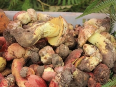 热销！云南野生菌天猫618销量涨150%！ ()
