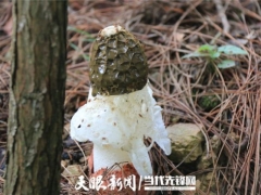 剑河：科技助推产业革新 珍稀食用菌迎来新突破 ()