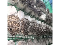 食用菌铁丝网格架 白灵菇养殖网格网架 蘑菇培养房网架