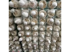 食用菌网格 蘑菇架生产厂家 蘑菇出菇层架 秀珍菇网格架