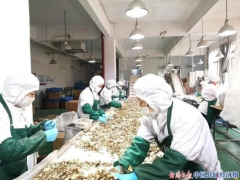 浙江庆元：布局“三链”促食用菌出口实现逆势增长 ()